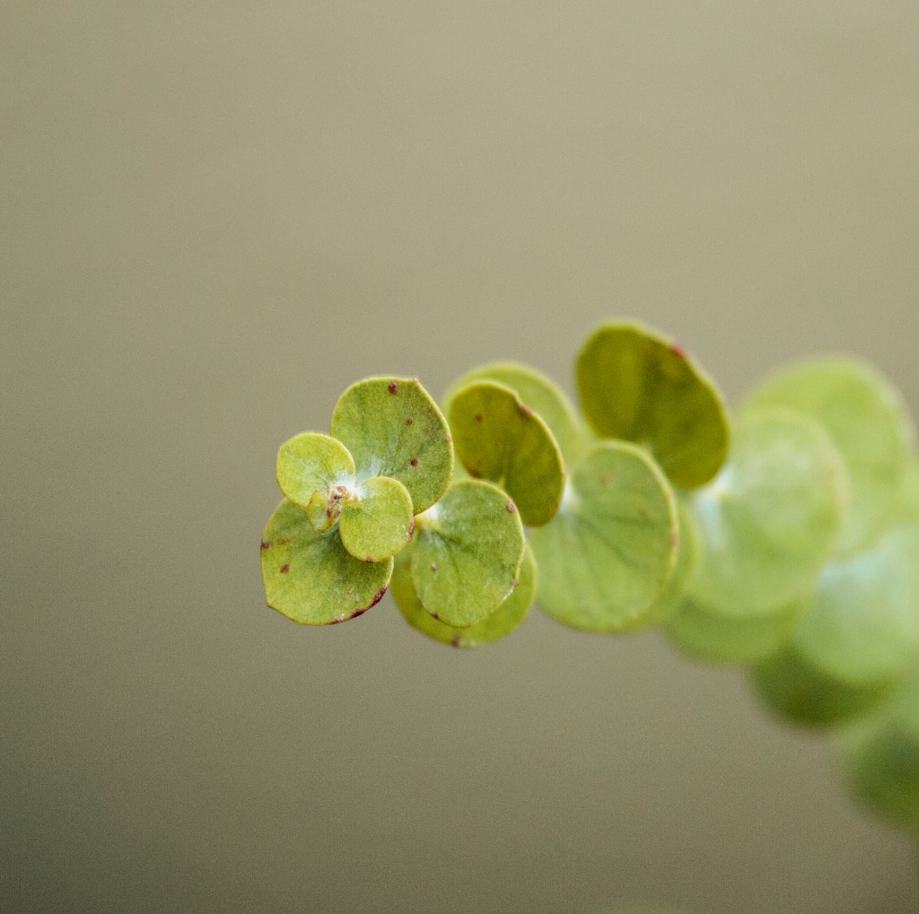 Finding Peace Through&nbsp;Nature